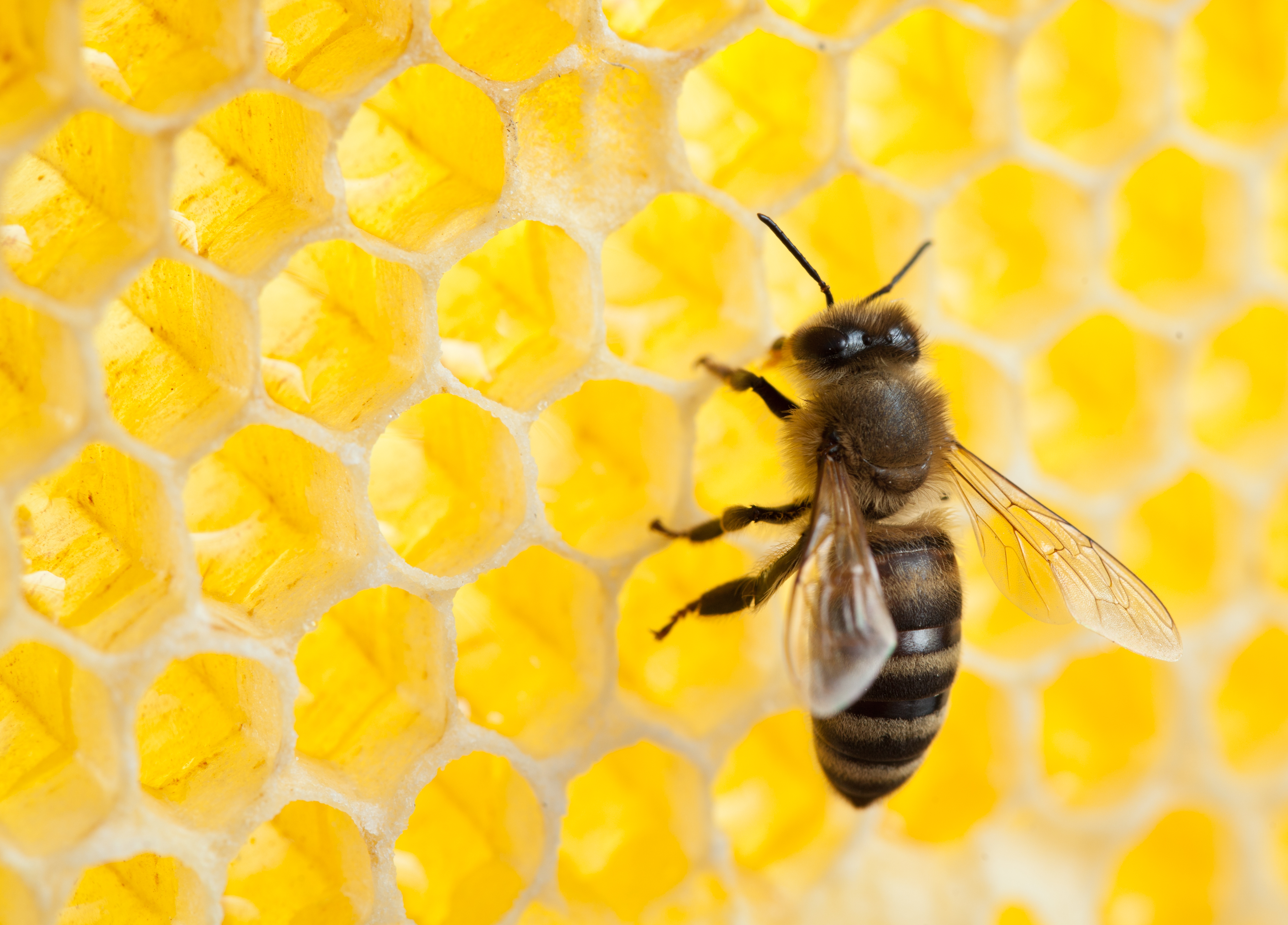 bee in honeycomb close-up shot